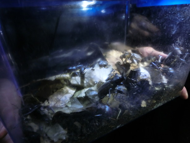 カブトムシ・クワガタムシ無料配布イベント　お申し込みページ | 大学生・既卒生の就活・起業支援や人間力を鍛える志塾、ＪＶＵ・日本ベンチャー大學