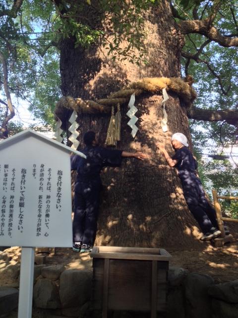 ↑新熊野神社にて、宿交渉成功しました。<br>
抱きつくと御利益のある白川法皇が植えた樹齢900年の楠の木が！！（チーム三本の矢）<br><br> | 授業　時間割 | 東京校ブログ | 大学生・既卒生の就活・起業支援や人間力を鍛える志塾、ＪＶＵ・日本ベンチャー大學